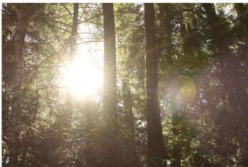 夏場に高温化しやすいビニールハウスのイメージ