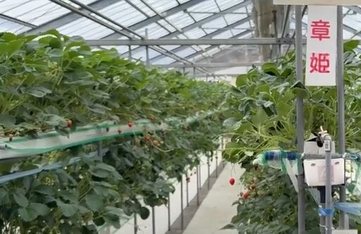 地下水エアコンを採用した京都府いちご農園のハウス内部