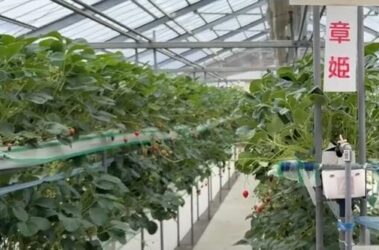 {{brizy_dc_image_alt entityId=